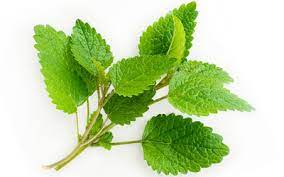 Menta