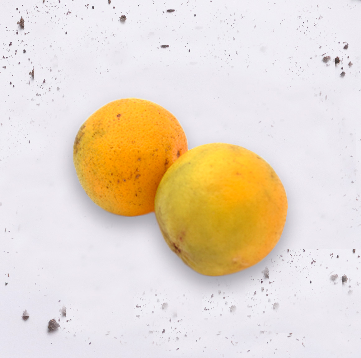 Naranja Criolla