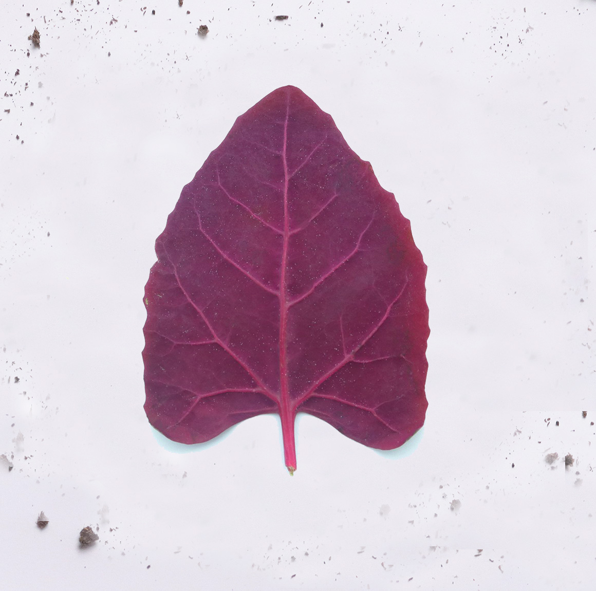 Ecotambo - Espinaca Morada