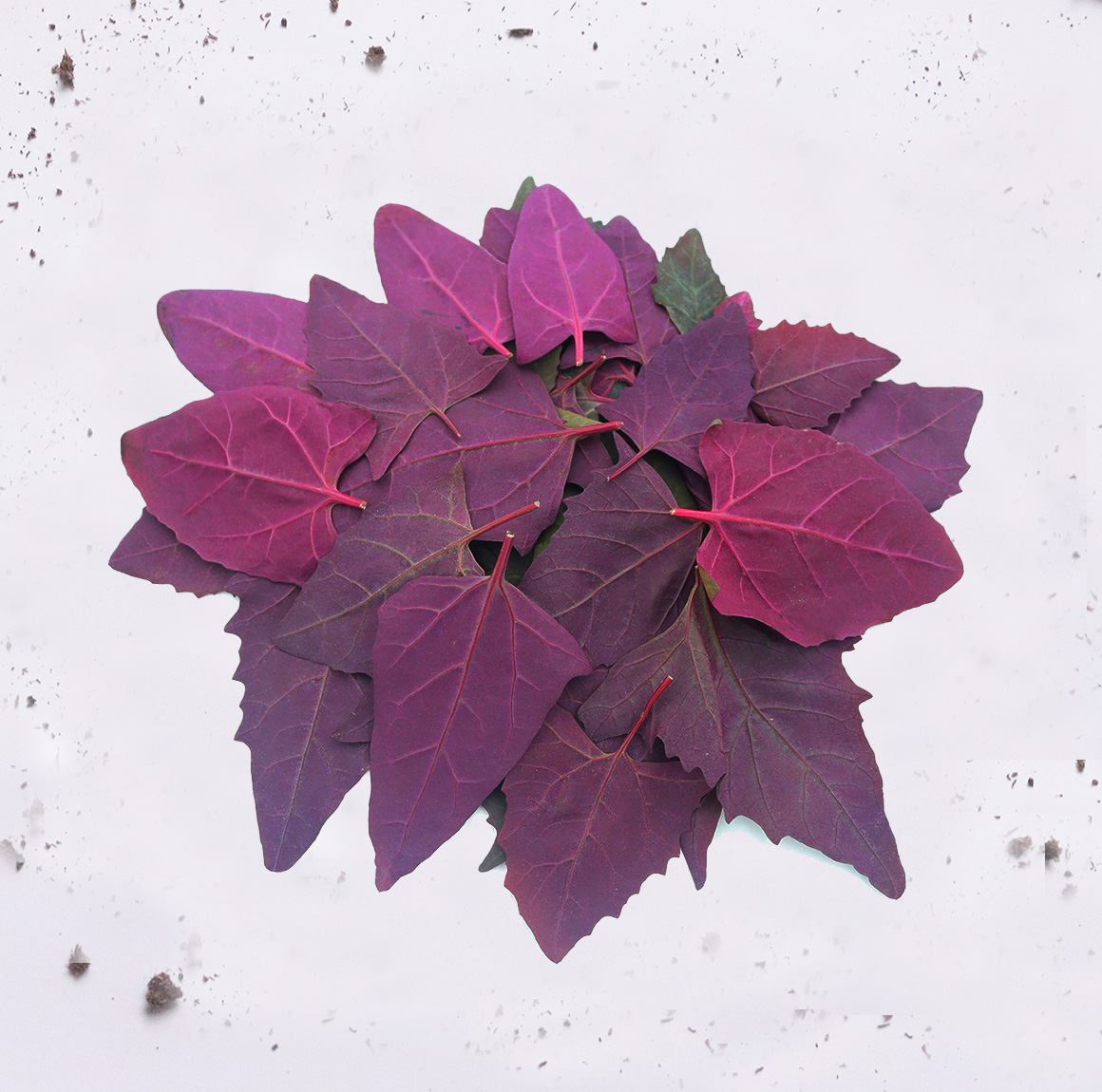 Ecotambo - Espinaca Morada