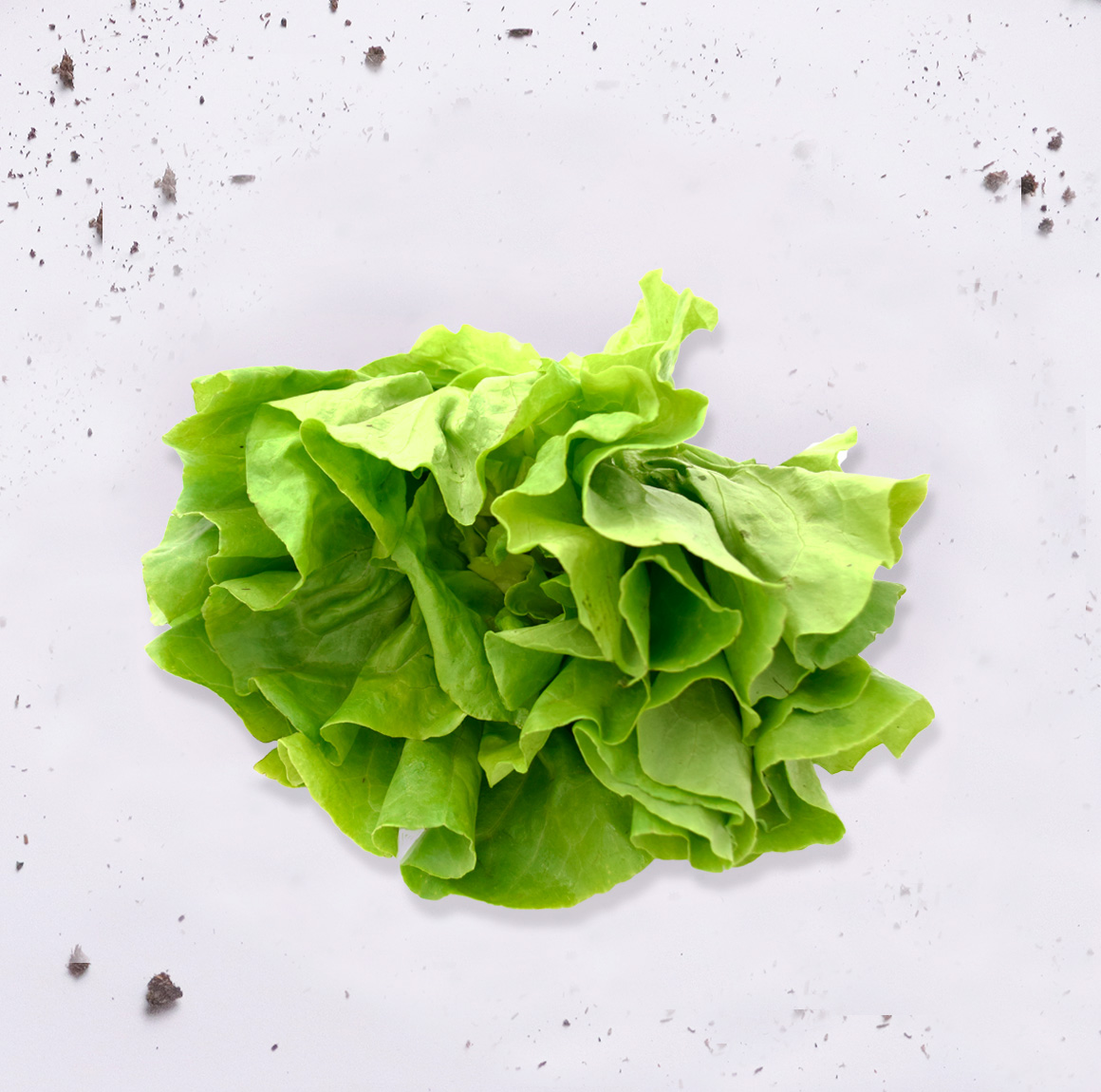 Lechuga