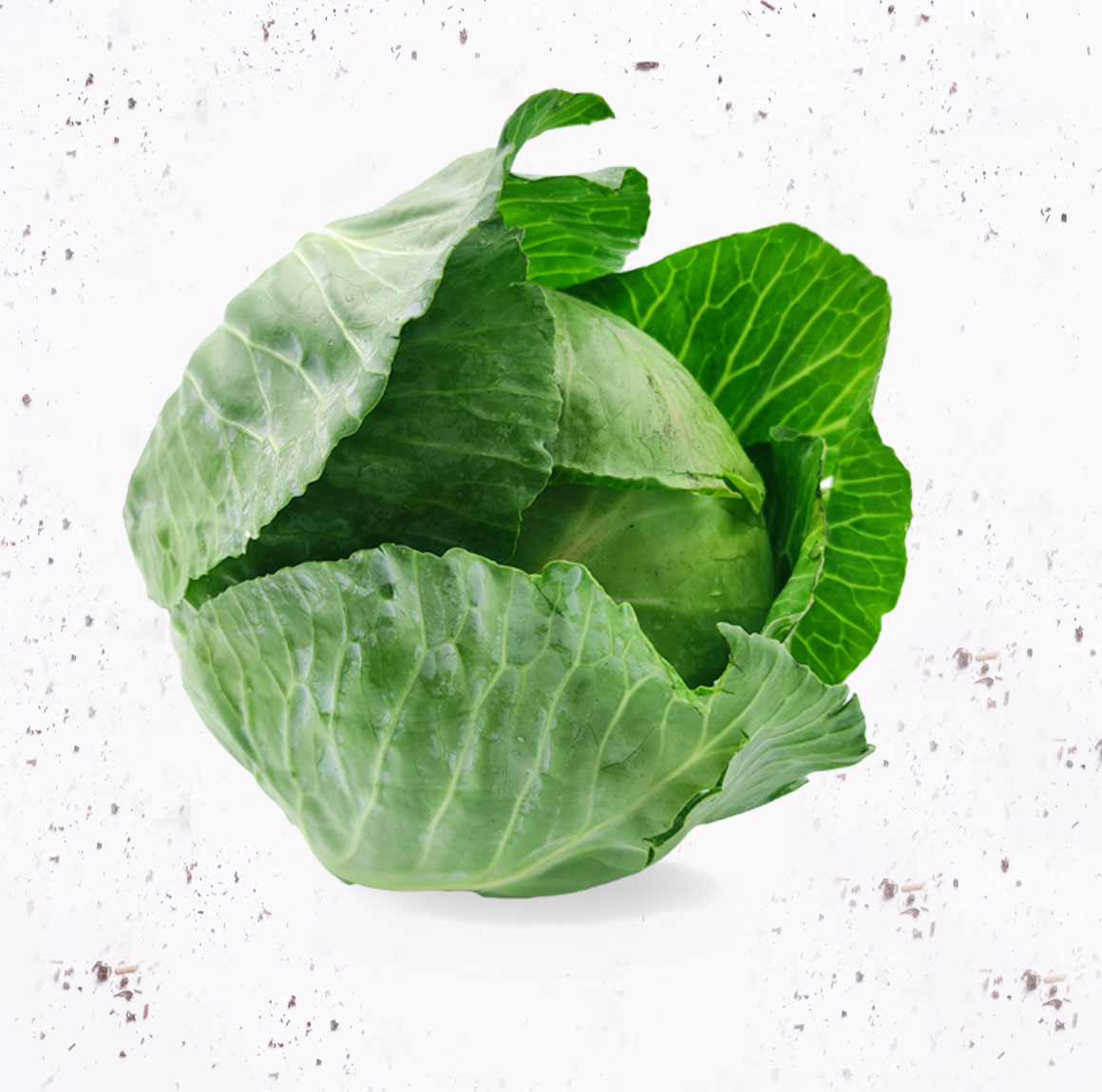 Repollo Blanco