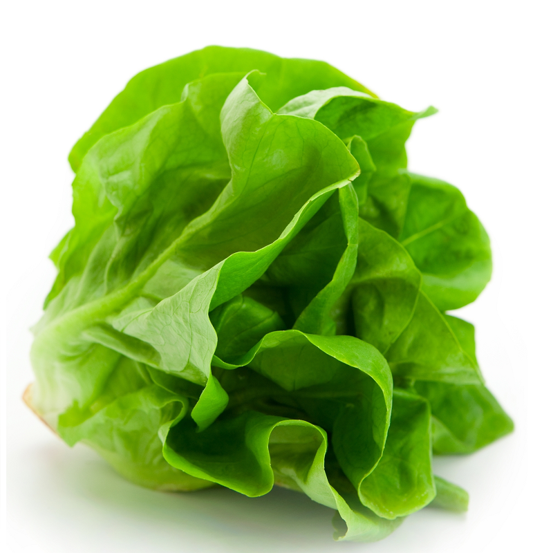 Ecotambo - Lechuga Mantecosa