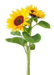 Girasoles pequeños (6 uni)